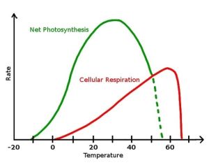 effect-temperature-rate-photosynthesis
